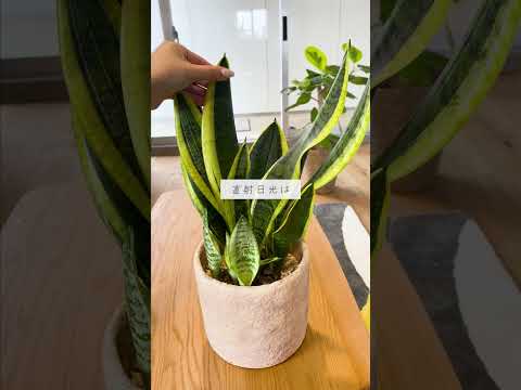 🍀初心者でも簡単！サンスベリアの育て方🍀【☘Life with Houseplant】10-12