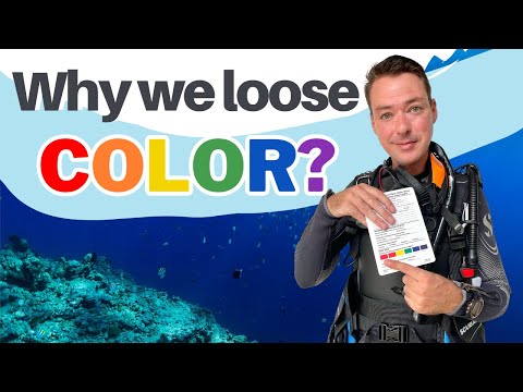 What Happens to Color Underwater and Why do Objects Look Bigger in Water -Beginner Scuba Diving Tips