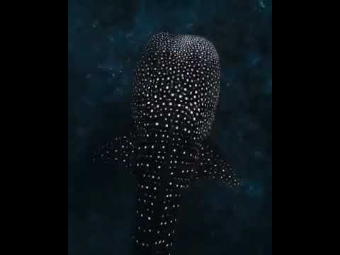 Whale shark or a starry sky piece at depth 🌌।। Environmental Life।।