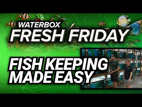 Fresh Friday - Keeping Fish Made Easy