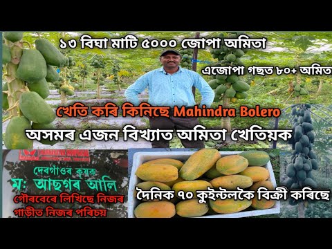 ১৩ বিঘা মাটি ৫০০০ জোপা অমিতা।দৈনিক ৭০ কুইন্টলকৈ অমিতা বিক্ৰী কৰিছে|Papaya Farming Assam