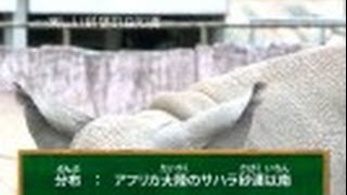 サイエンスの庭～楽しい科学の豆知識　（７）動物シリーズ7～クロサイ