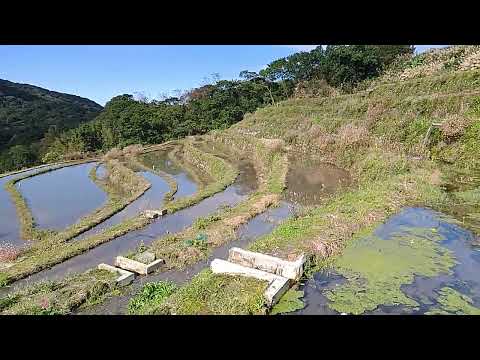 嵩山社區百年梯田