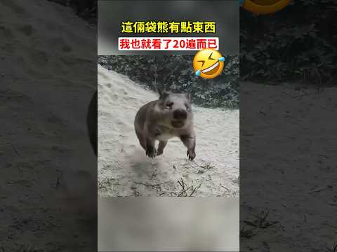 毛鼻袋熊到底有多逗？#袋熊 #動物的奇異行為 #動物