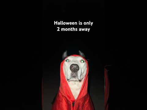 Don’t forget Doggy Spooky 👻😈😈 #halloween #dogs #scary #meme