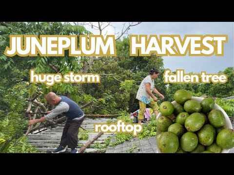 June Plum Harvest: Fun Rooftop Adventure!