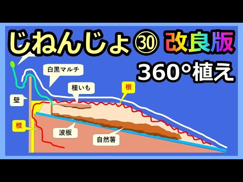 【楽々】自然薯ななめ栽培 ㉚新植え付け 根を360°広げる