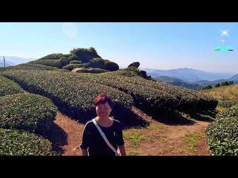 雲海,日出,日落,茶園,賞花,山景等絕佳且方便的景點[隙頂][二延平步道]就在阿里山公路旁.