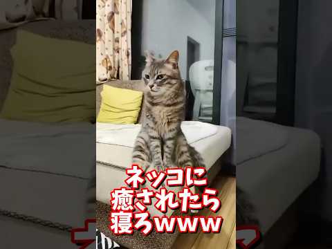 ネッコの動画で癒されたら寝ろｗｗｗ　#2ch #2chまとめ 動物スレ #2ch面白いスレ #動物 #犬 #猫 #癒やし #ねこ動画