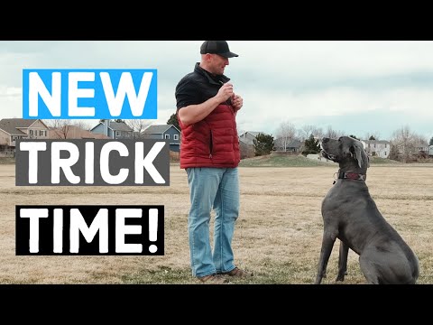 We TAUGHT our Great Dane a new trick in 5 minutes! | Great Dane Care