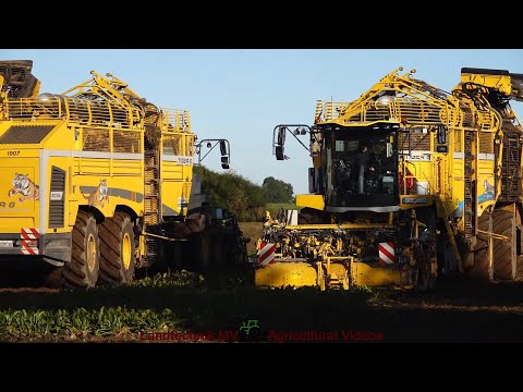 Ropa - Fendt - Claas / Zuckerrübenernte - Sugar Beet Harvest  2024