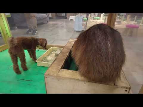 けつようびだよパピコはん(もふもふふれあい動物園イオンモールつくば)