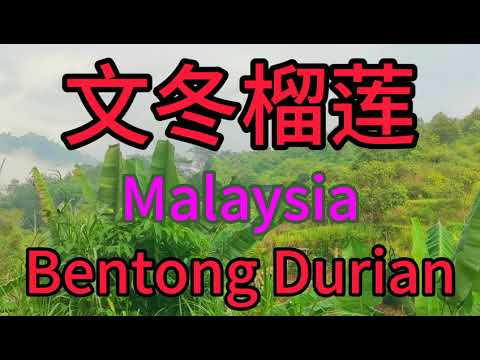 文冬榴莲园。Bentong Durian Garden.自驾游，马来西亚到文冬大瀑布。大马水果丰富，猫山王榴莲世界第一。文冬森林覆盖率达90%，空气一级，云雾缭绕，仙镜一般。每天快乐的心情旅行旅游。