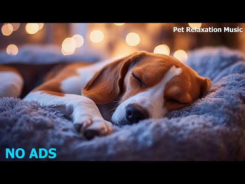 🐶Relaxing Music to Calm Pets 💛 Music Therapy for Dogs Left Alone