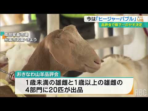 沖縄ナンバーワンの「肉用ヤギ」決まる　上位に選ばれたヤギの運命は・・・