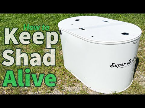 How To Keep Shad Alive Step By Step + Trying Out Our New Shad Tank!