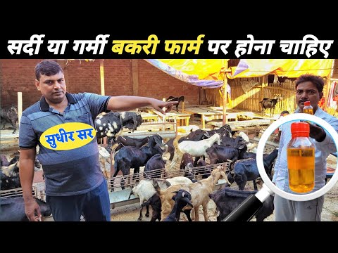 जब कोई दवा ना करें काम ~ तो करें इस तेल से बकरी का देसी इलाज | Goat farming