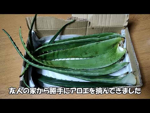 【ヴィーガン】代用ユッケ作ってみた【SDGs】