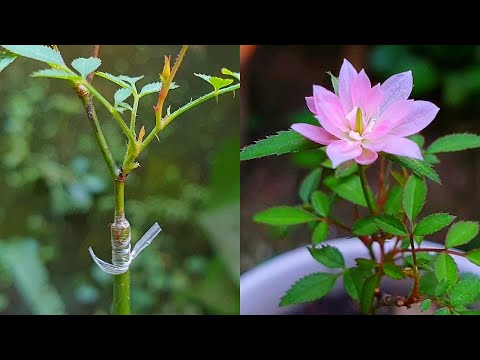 Grafting plants | Rose grafting - Grafting the smallest rose (miniature rose) in the world