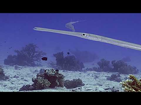 Whitespotted Pufferfish and Cornetfish   Marsa Abu Galawa