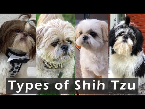 Different Types of Shih Tzu Dog Breeds | Types of Shih Tzu - That are popular today