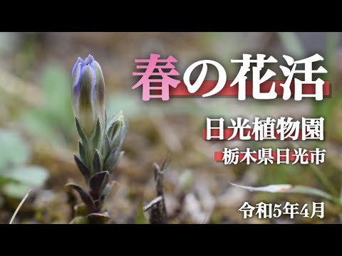 【春の花】4月　春の花活　日光植物園　栃木県日光市