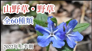 【山野草・野草】春　この花なぁに　全60種類　1〜5月総集編　好きなお花を見つけてください