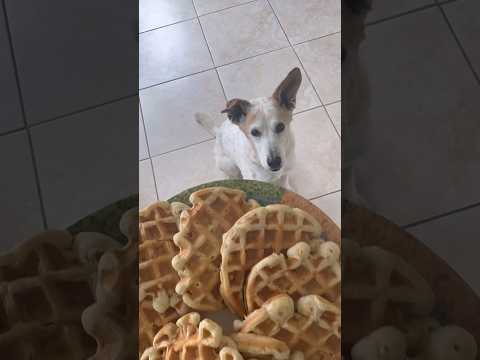 Making banana waffles for my dog 🍌 🧇 #dogmom