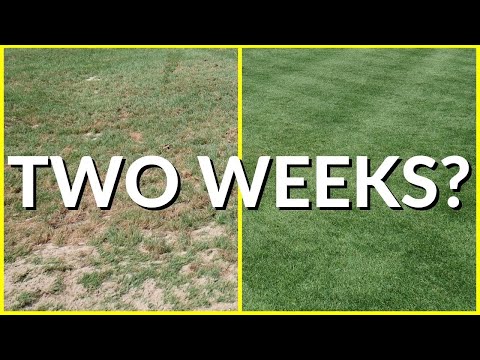 Sand Leveling Results // FAST RECOVERY // Fall Fertilizer