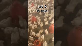 #youtube #chicken #poultrydays #chickenfarming #farming #poultryfarming #14day #boiler