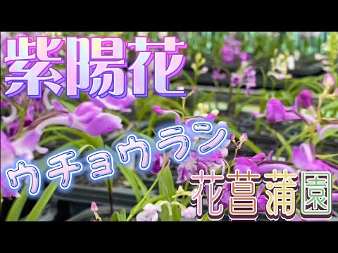 佐渡の休日。先日、休みの日に、須田農園、雪割草ちもとさんのウチョウランハウス、西三川ゴールドパークの紫陽花、羽茂にある佐渡植物円の花菖蒲園、小木蓮華峰寺の紫陽花を見に行きました。すごい‼️#佐渡