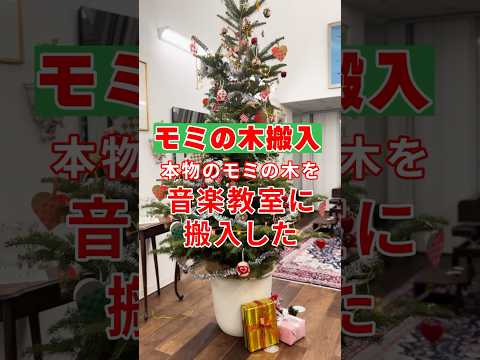 【本物モミの木🌲搬入✨音楽教室の特別なクリスマスツリー✨】#音楽教室 #クリスマスツリー #もみの木