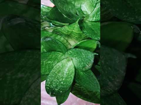 Snake Plant is Best  for Oxygen 🌱 //Indore plants at home #snakeplant #youtubeshorts