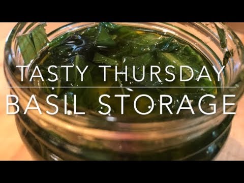 Storing basil for the long haul - a Tasty Thursday video