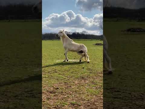 Muddy white horse rolling and sneezing (Warlord rolling!) #horse #short #funny