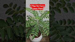 5 Tips for Growing Curry Leaf Plant | Tips & Tricks 19 | @DIYBuddy #curryleafplant#plantcare#shorts