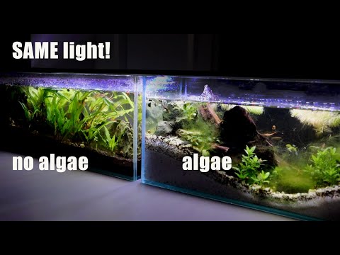 Reasons One Tank is Battling Algae and The Other One Isn’t