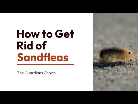 How to Get Rid of Sandfleas | 3 Ways to Get Rid of Sandfleas | The Guardians Choice