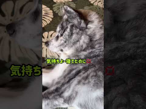 安眠妨害でちﾖ！ #秋田犬