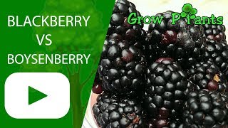 Blackberry VS Boysenberry - What is better to grow