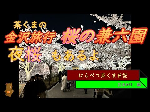 はらペコ茶くま日記　　桜いっぱいの兼六園　金沢はいいとこいっぱいだ！