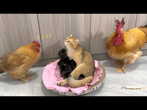 When the chicken mother is too sleepy, she must ask the mother cat to take care of her children...