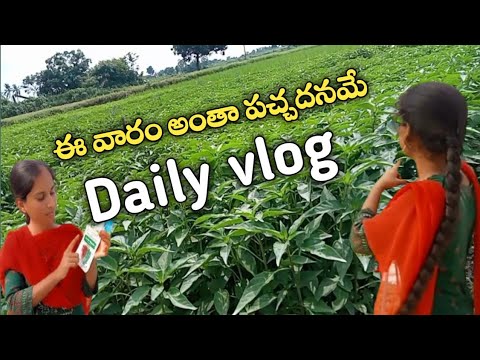 Daily routine vlogs / farming / Agriculture / Bmmultitasks / mirchi plants / మిర్చి నారు / Nature