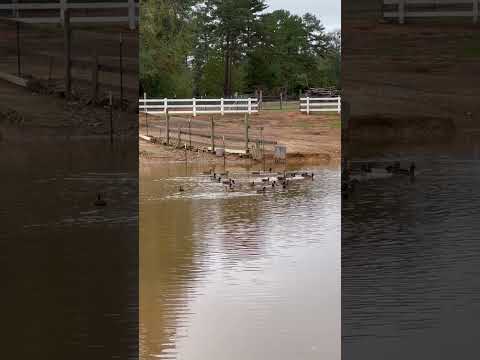 Barn Pond Mallards