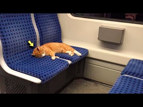 Ginger Cat Saunters Into Subway Train to Take a Nap