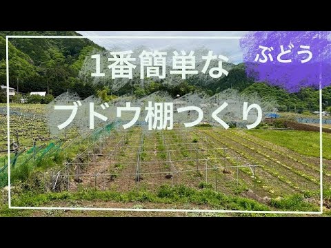 超低コスト　ブドウ棚の作り方