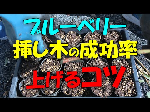 【ブルーベリー】挿し木の成功率上げるコツ