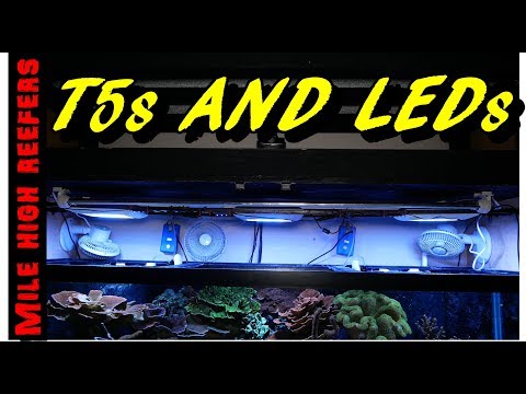 LED T5 Combo Lighting Long Term Review