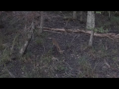 Deer Hunting South Carolina 2024 Ep.1 | BOWHUNTING | PUBLIC LAND