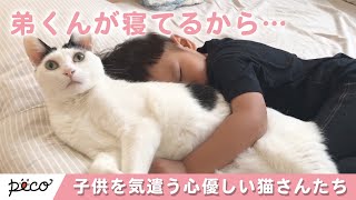 心優しい猫さんたち💕  こどものために「空気を読む」🥰